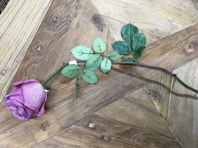 Mr Plant  Rose