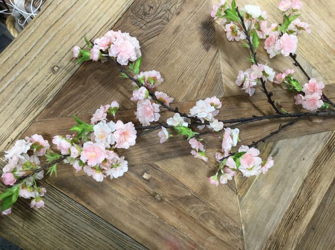 Hovedbilde Mr Plant Mangolia blomster. Store